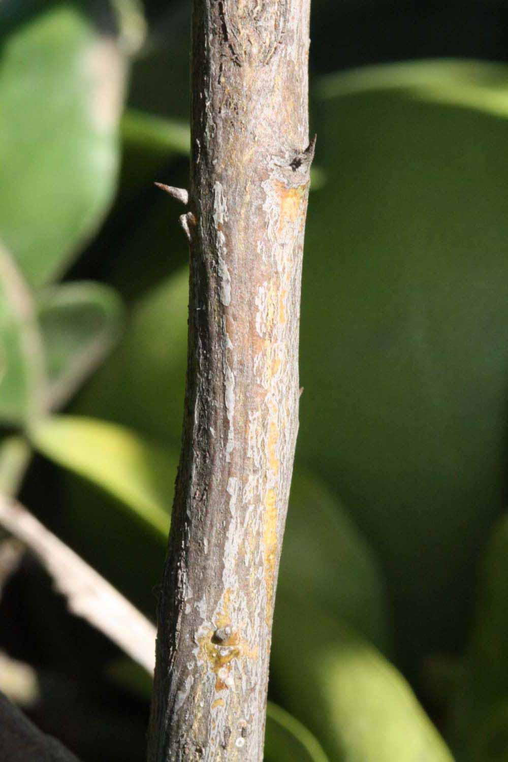              Second - third year twig (Riverside, CA)       